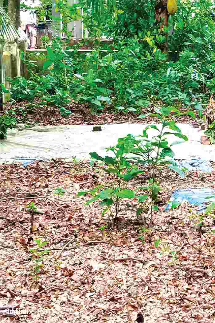 Image of মোঃ সিফাত হোসেন